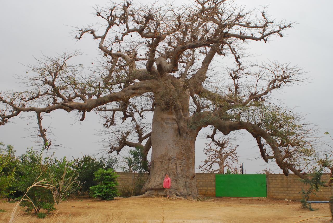 Baobab Soleil Hotel Sindia Room photo